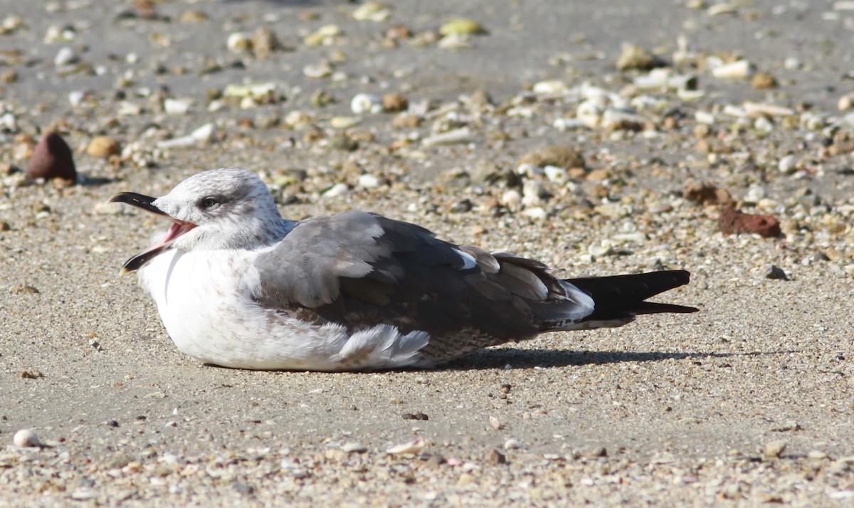 Lesser Black-backed Gull - ML620890491