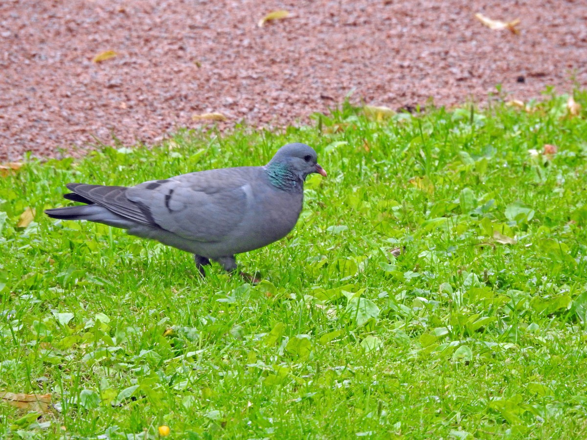 Stock Dove - ML620890492