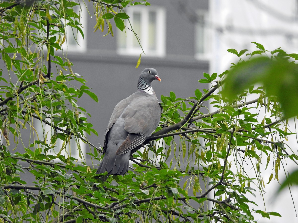 Common Wood-Pigeon (White-necked) - kas dumroese