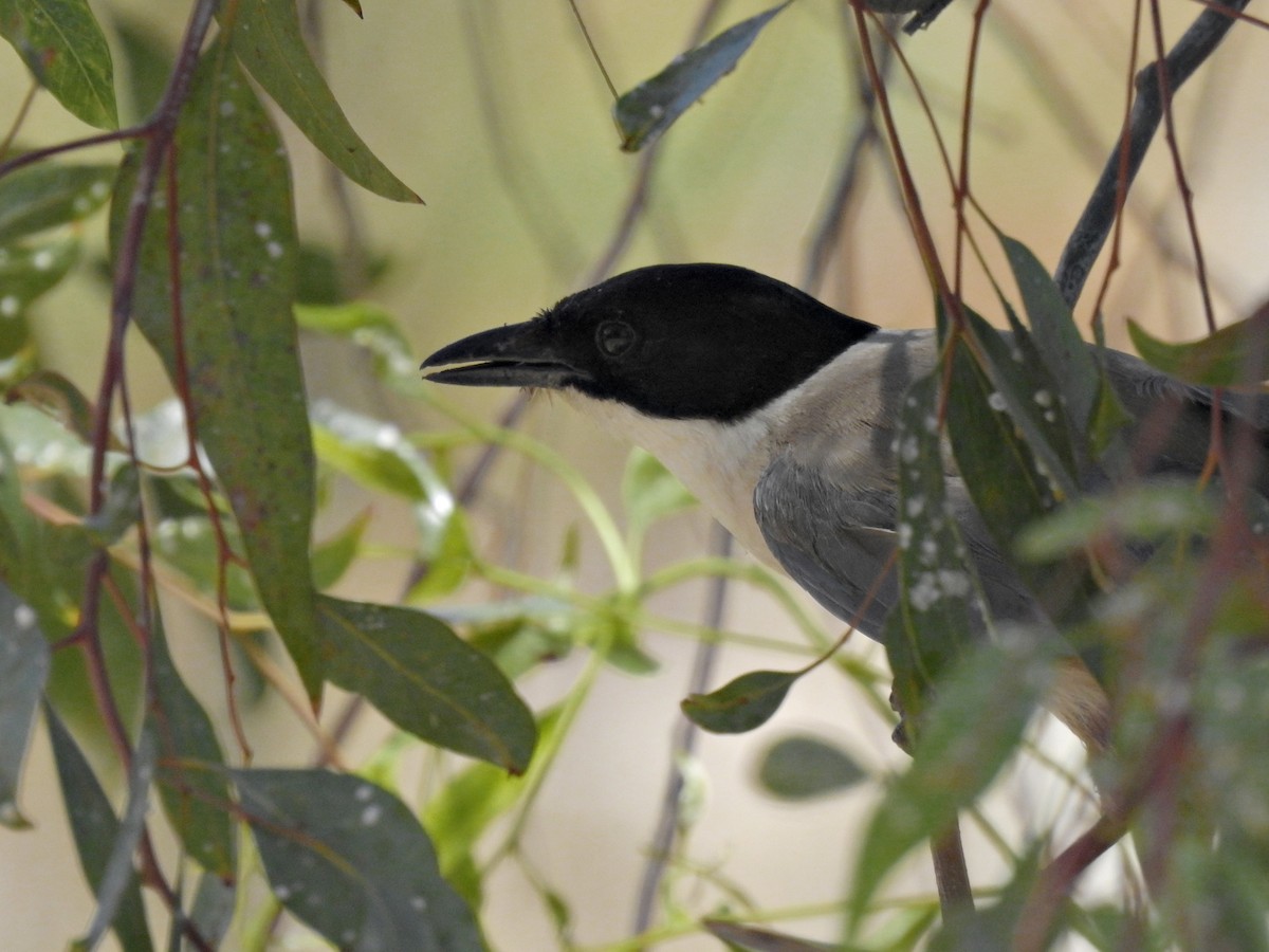 Iberian Magpie - ML620890500