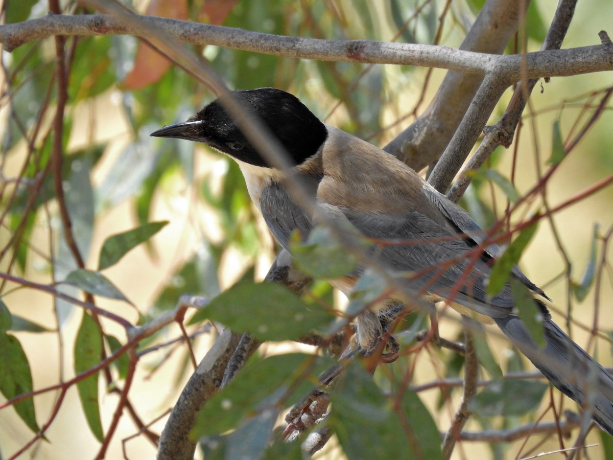 Iberian Magpie - ML620890501