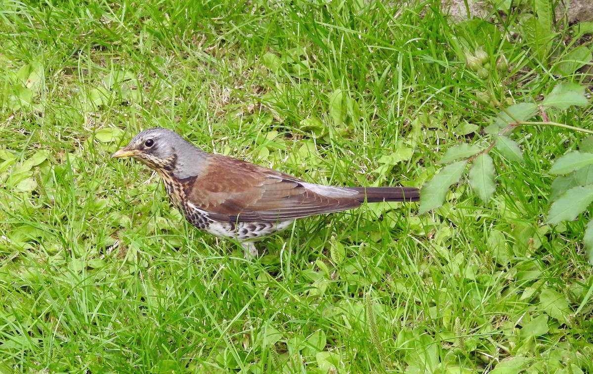 Fieldfare - ML620890506