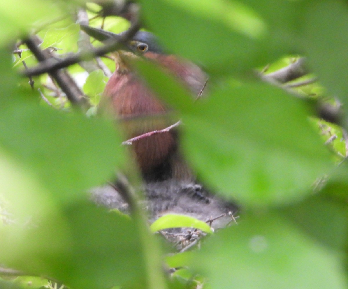 Green Heron - ML620890508