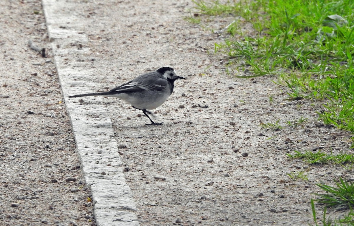 White Wagtail - ML620890510