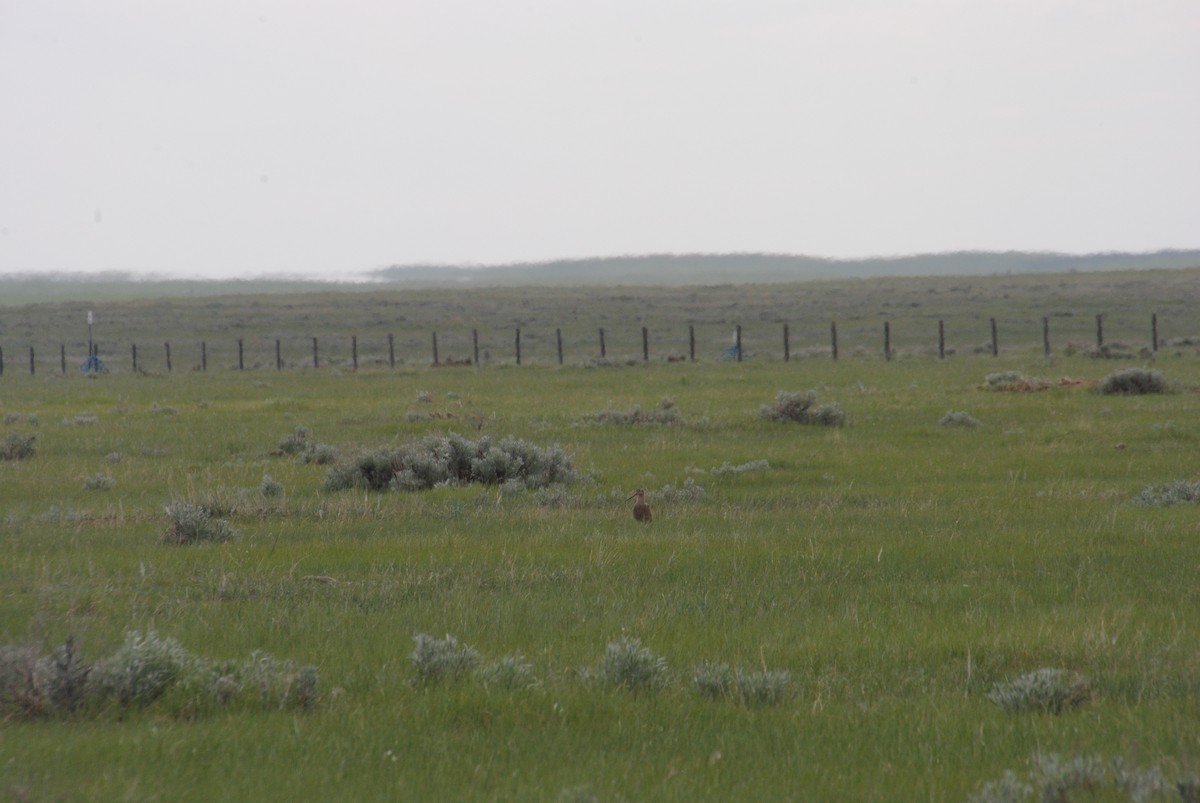 Marbled Godwit - ML620890512