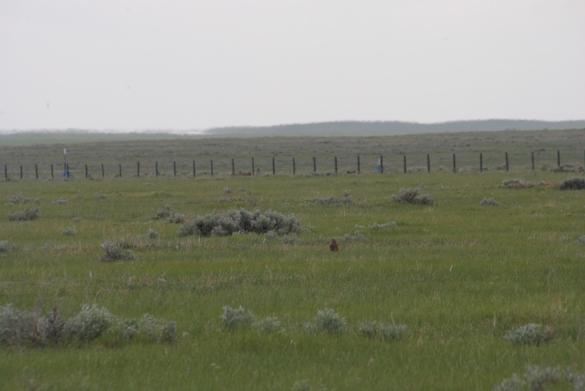 Marbled Godwit - ML620890513