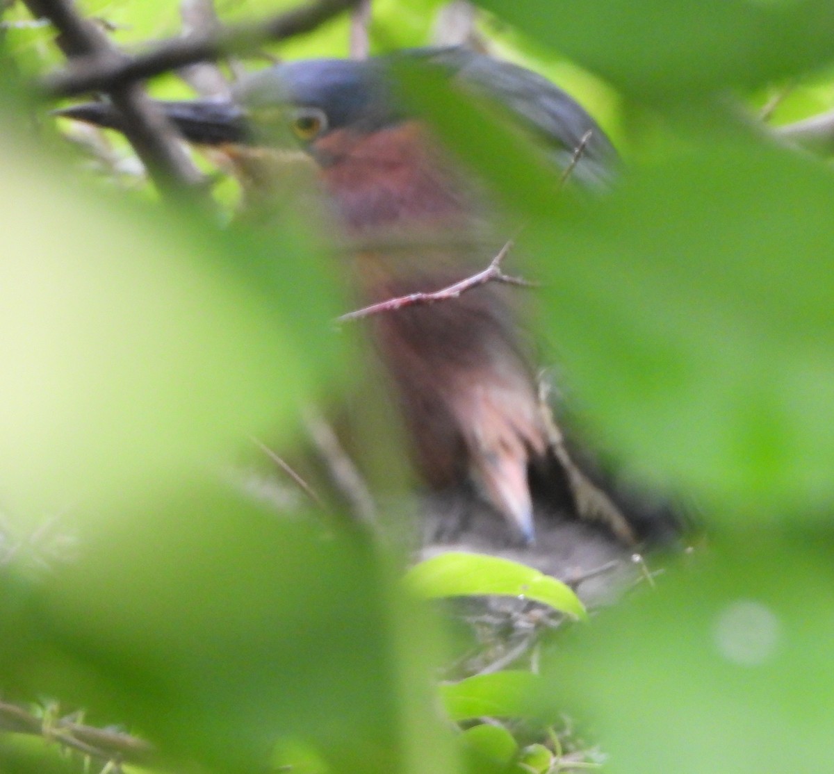 Green Heron - ML620890514