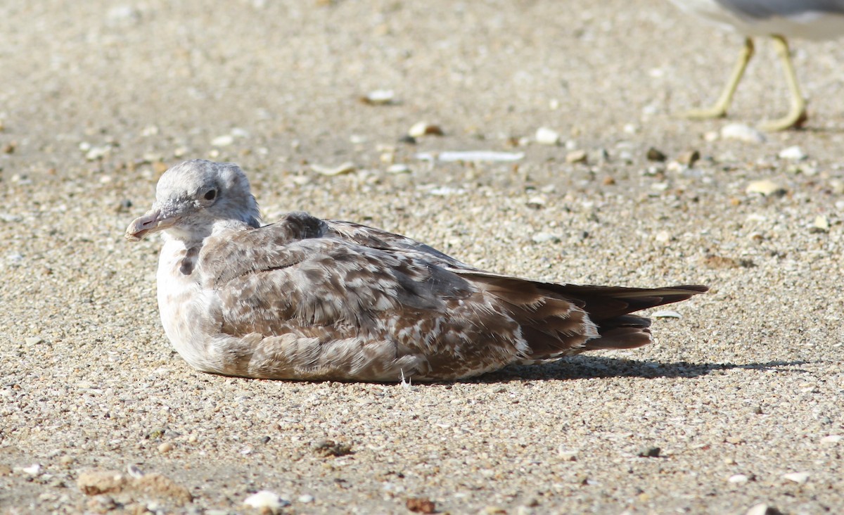 California Gull - ML620890515