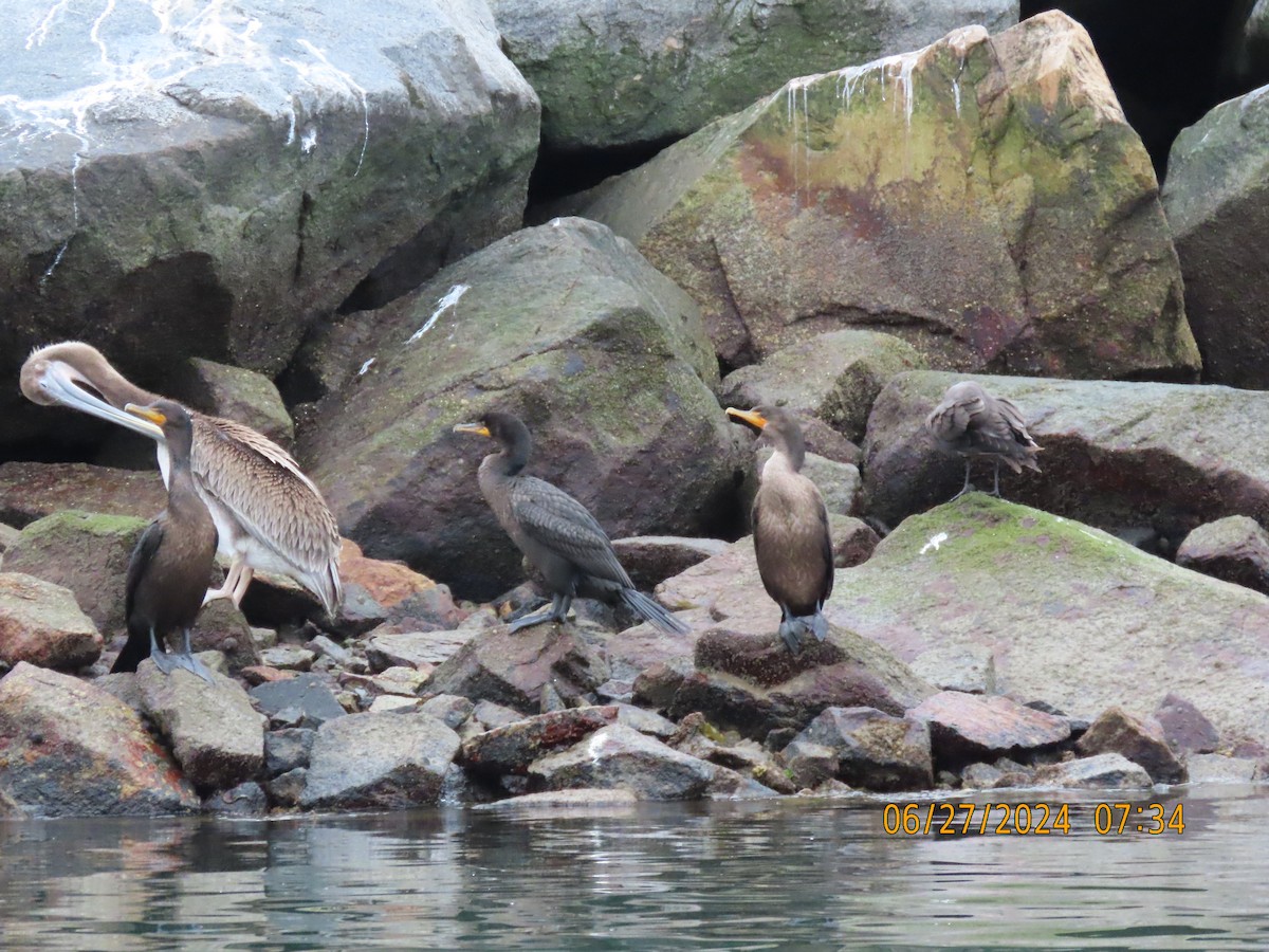 Double-crested Cormorant - ML620890519