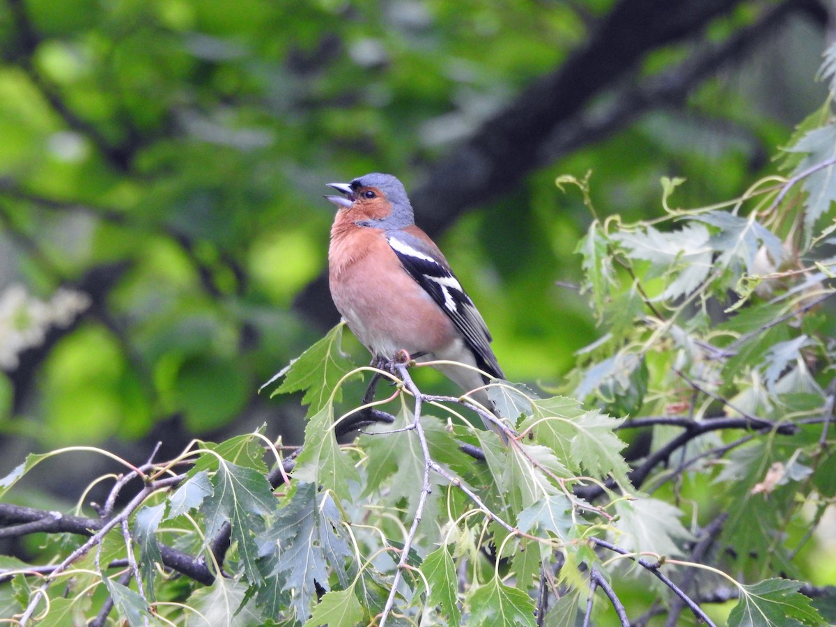 Common Chaffinch - ML620890520