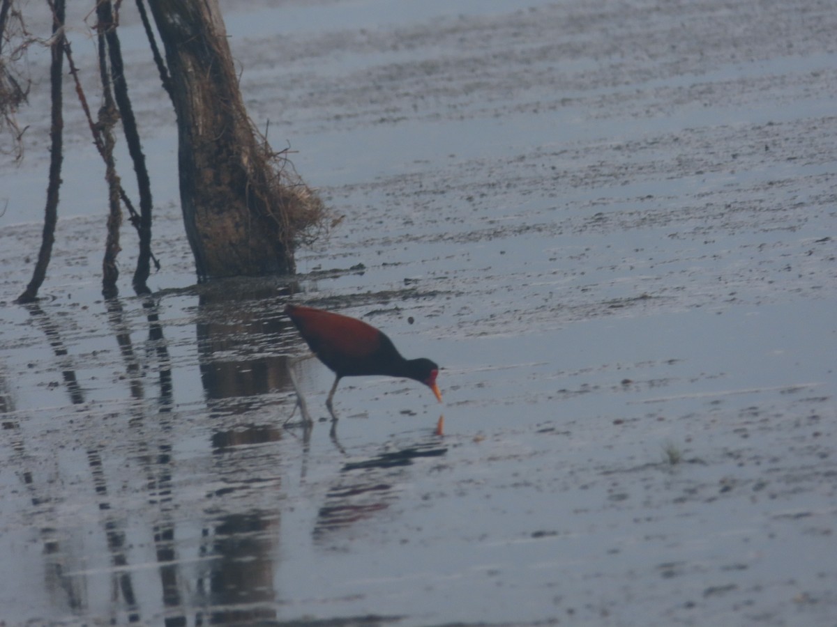 Wattled Jacana - ML620890522