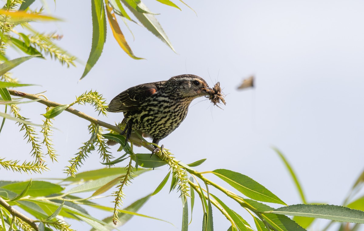 Red-winged Blackbird - ML620890523