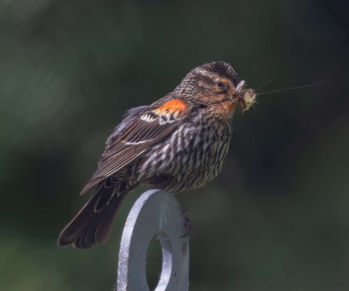 Red-winged Blackbird - ML620890524