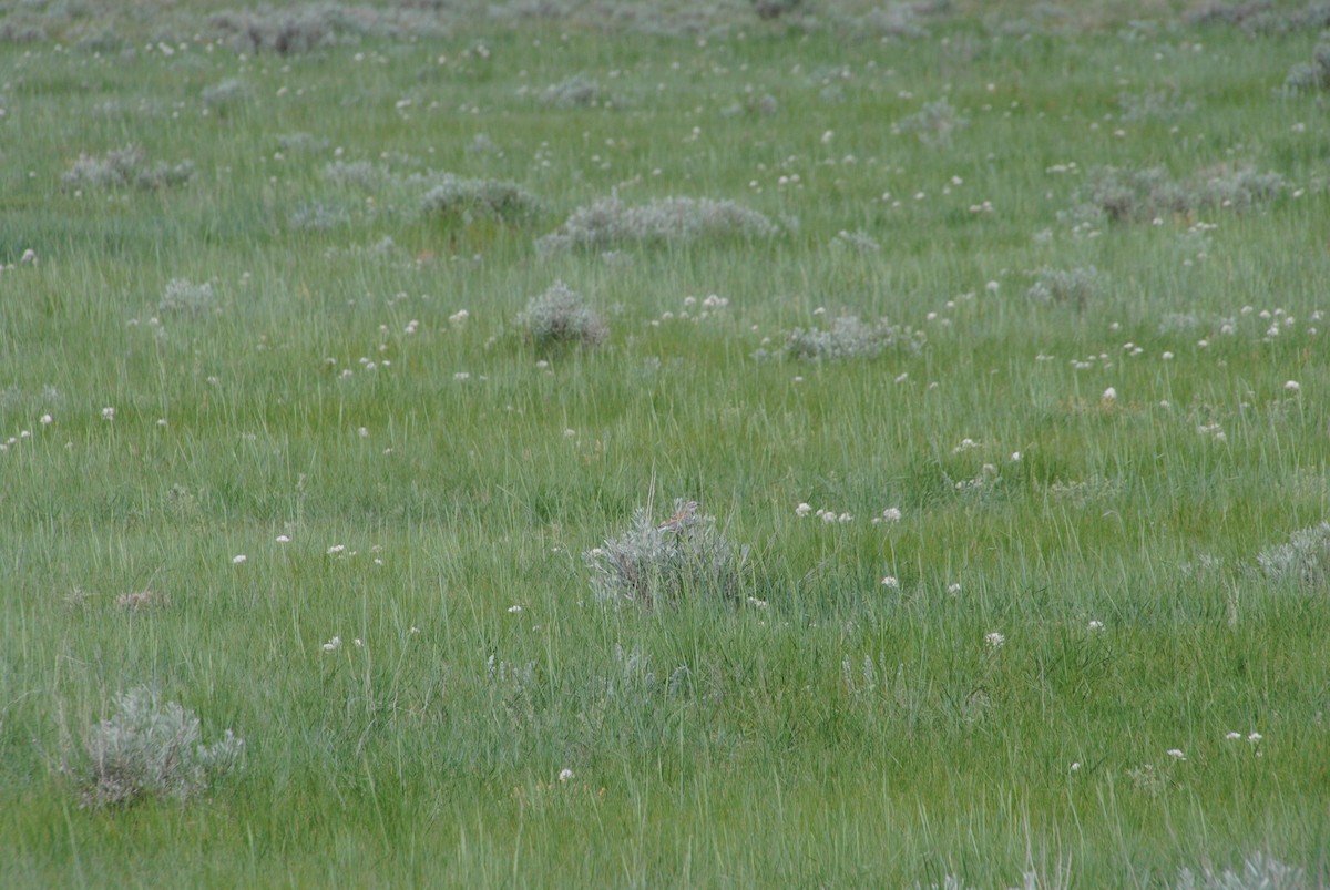 Thick-billed Longspur - Alyssa DeRubeis