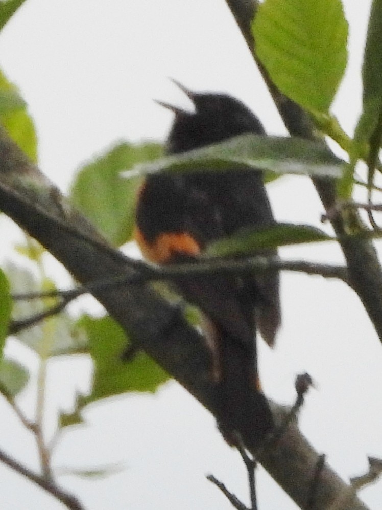 American Redstart - ML620890527