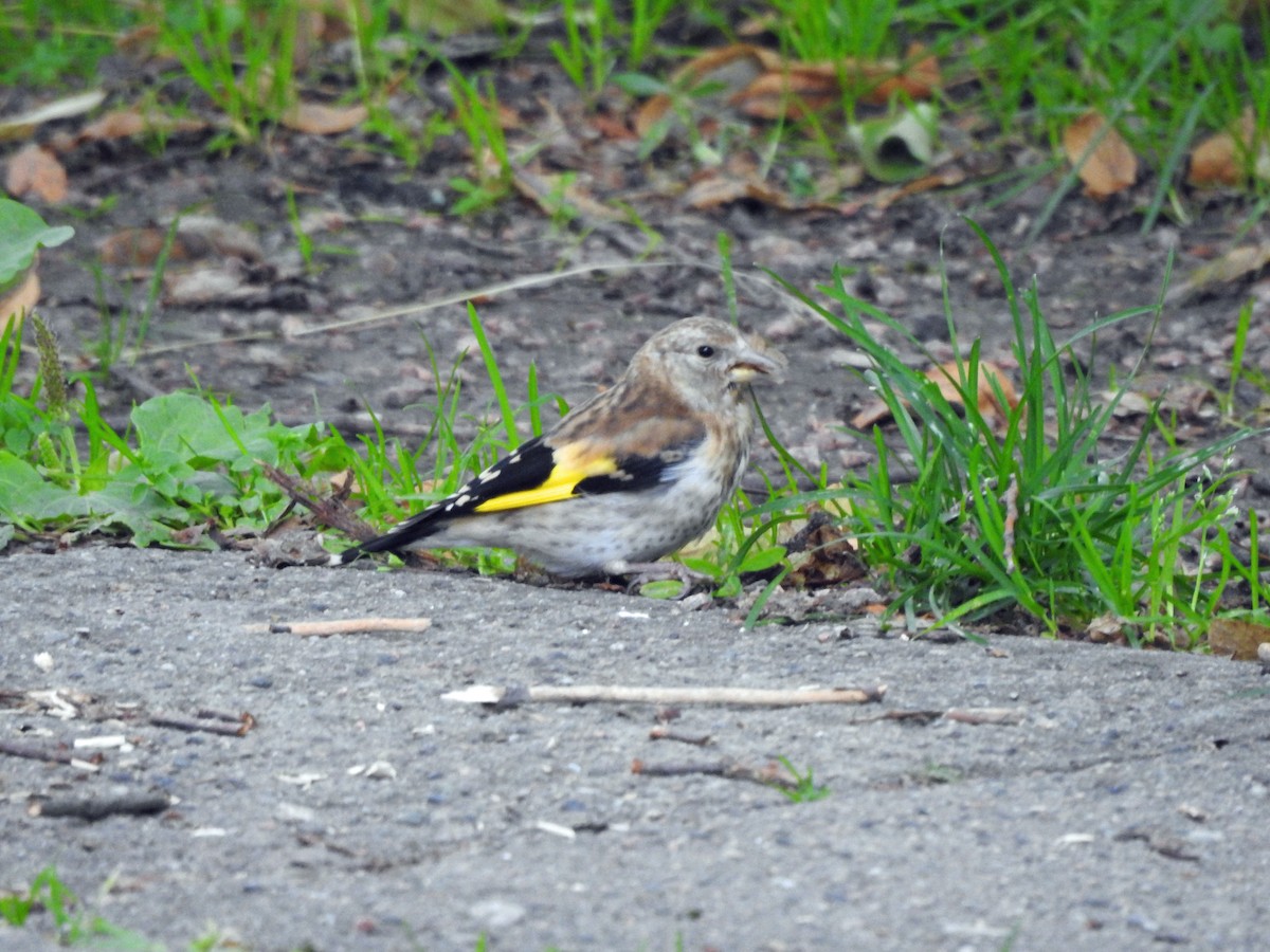 European Goldfinch (European) - kas dumroese