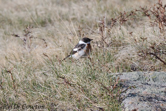 White-throated Bushchat - ML620890533