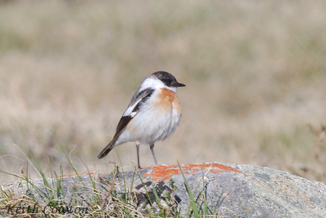 White-throated Bushchat - ML620890534