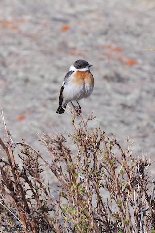 White-throated Bushchat - ML620890535