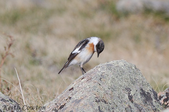 White-throated Bushchat - ML620890536