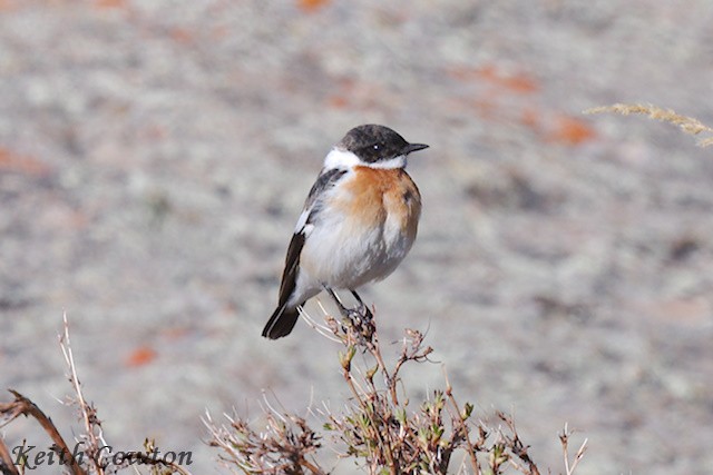 White-throated Bushchat - ML620890537