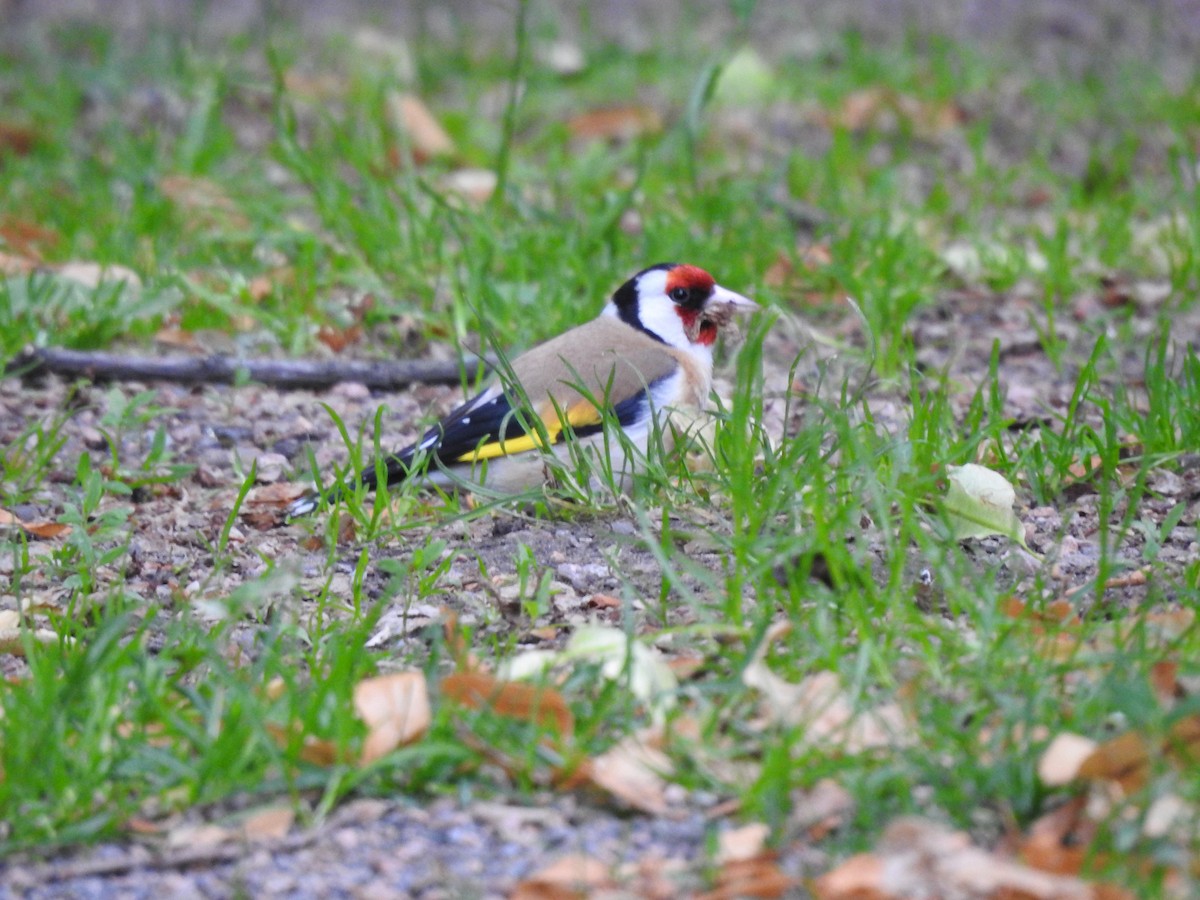 Saka [carduelis grubu] - ML620890538