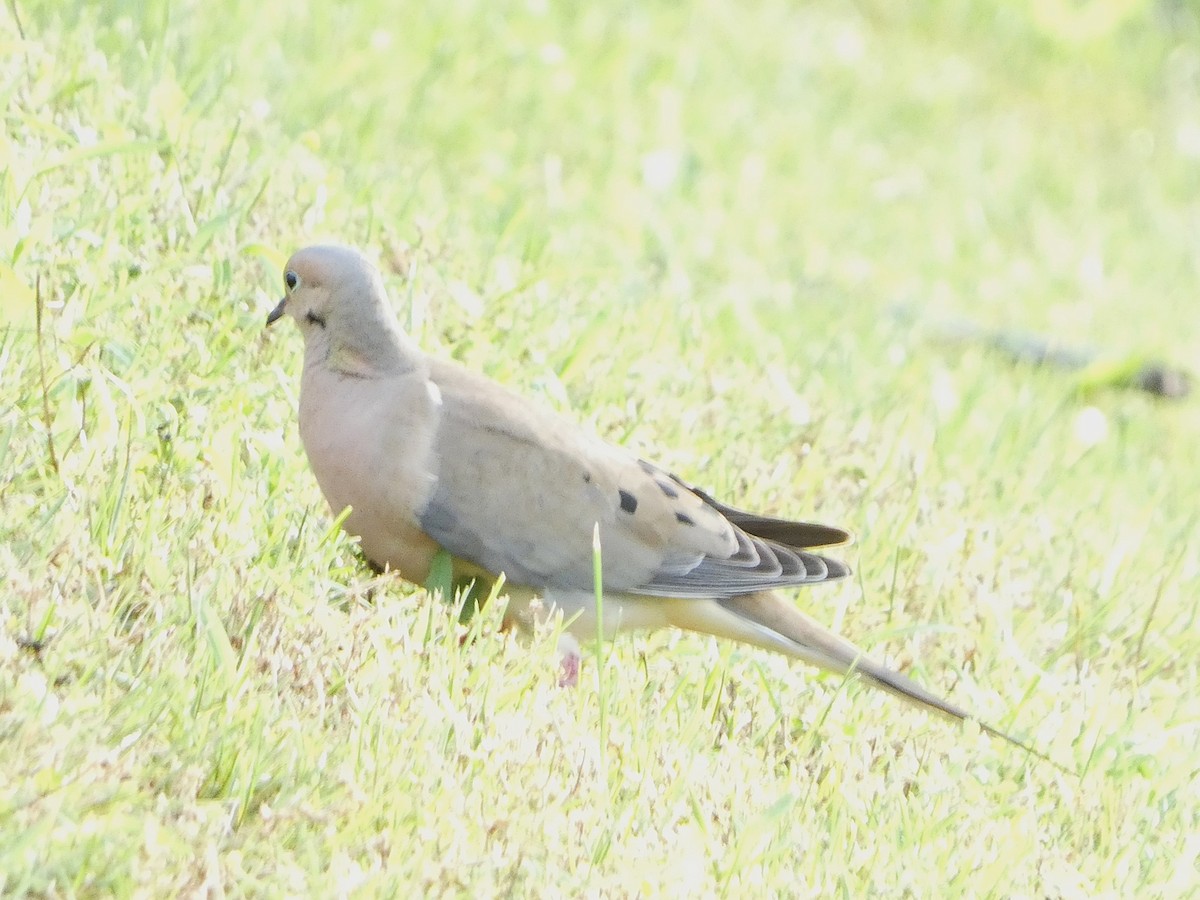 Mourning Dove - ML620890540