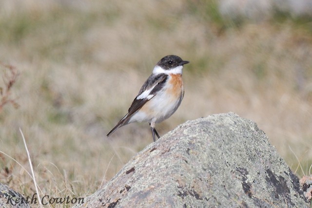 White-throated Bushchat - ML620890542