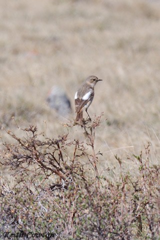 White-throated Bushchat - ML620890543