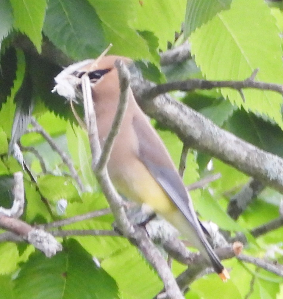 Cedar Waxwing - ML620890544