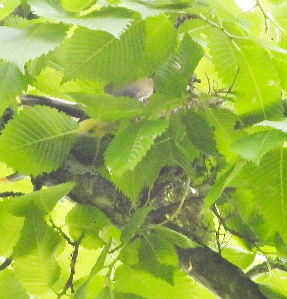 Cedar Waxwing - ML620890545