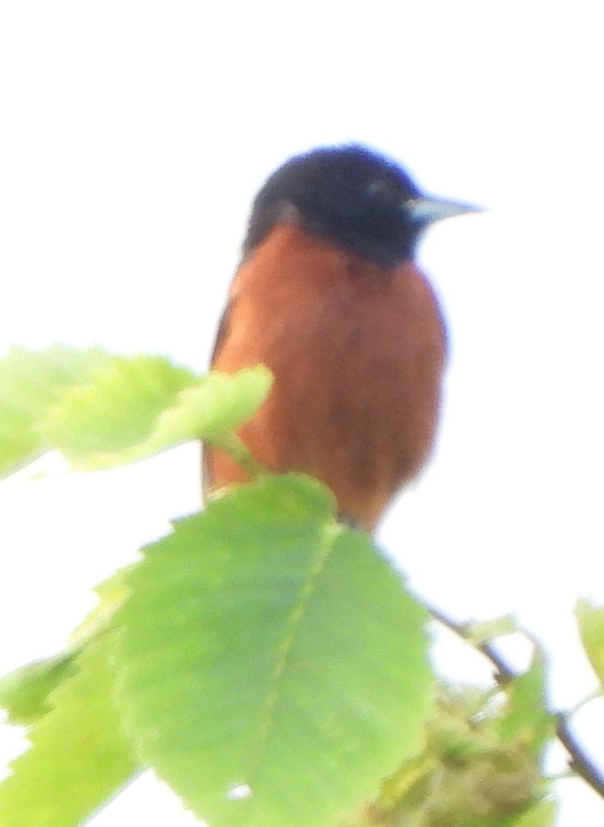 Orchard Oriole - ML620890546
