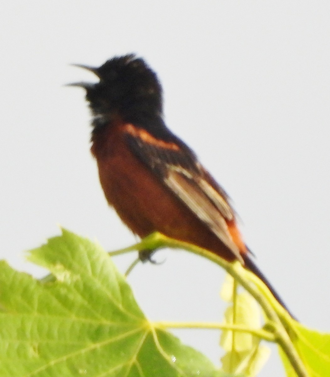 Orchard Oriole - ML620890557