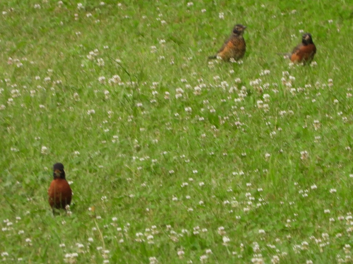 American Robin - ML620890560