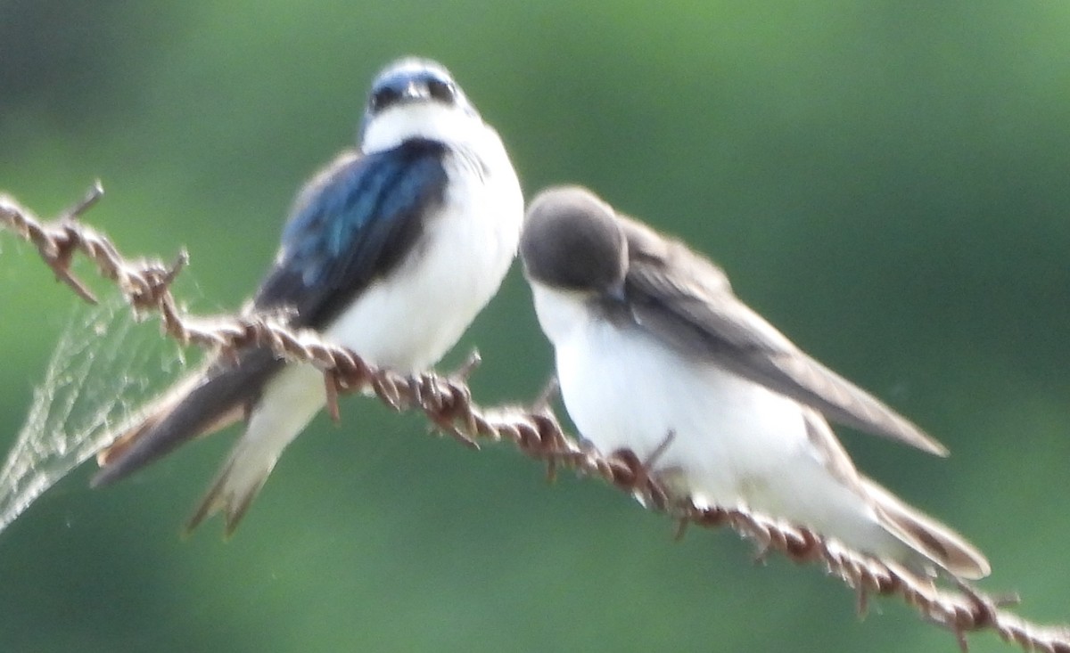 Tree Swallow - ML620890567