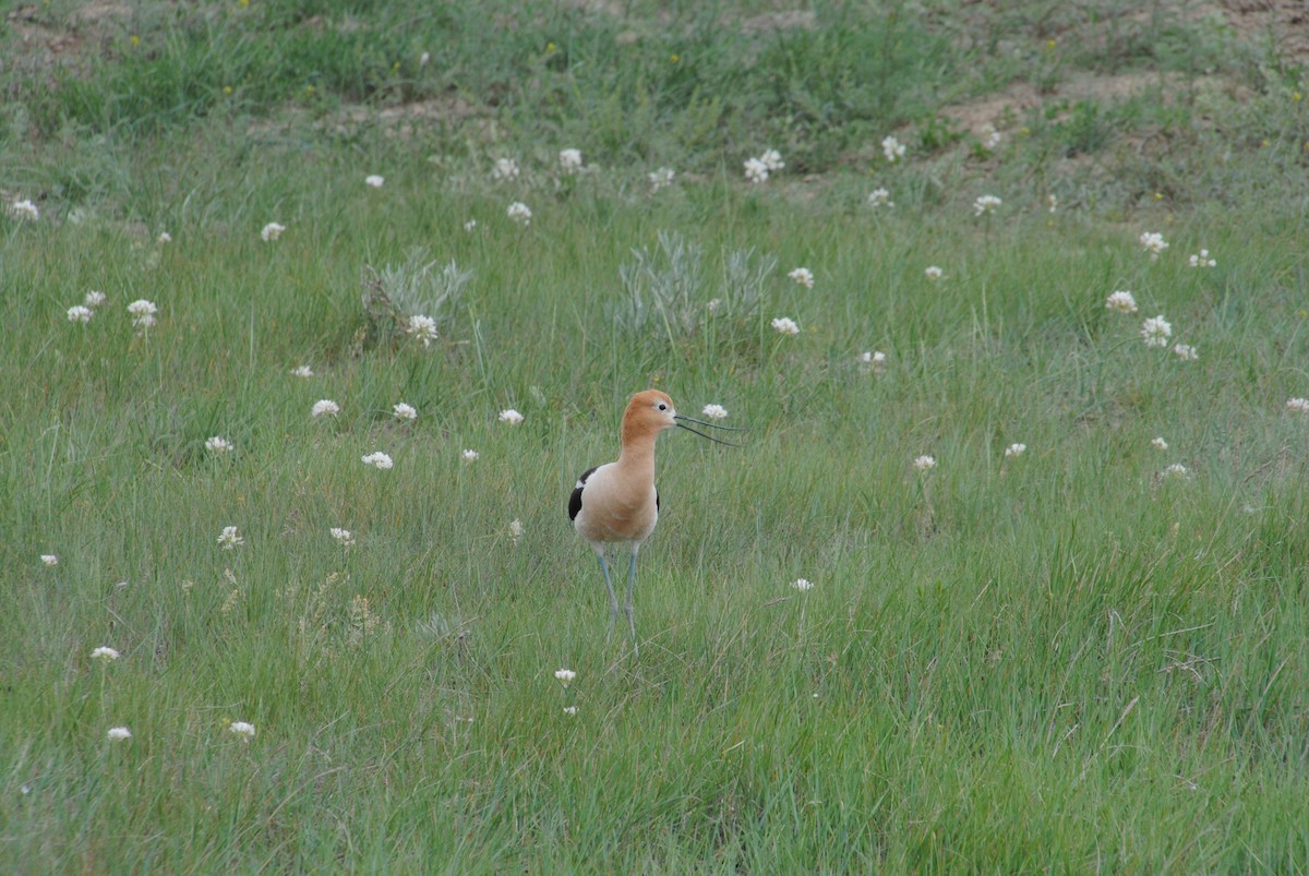 Avocette d'Amérique - ML620890571