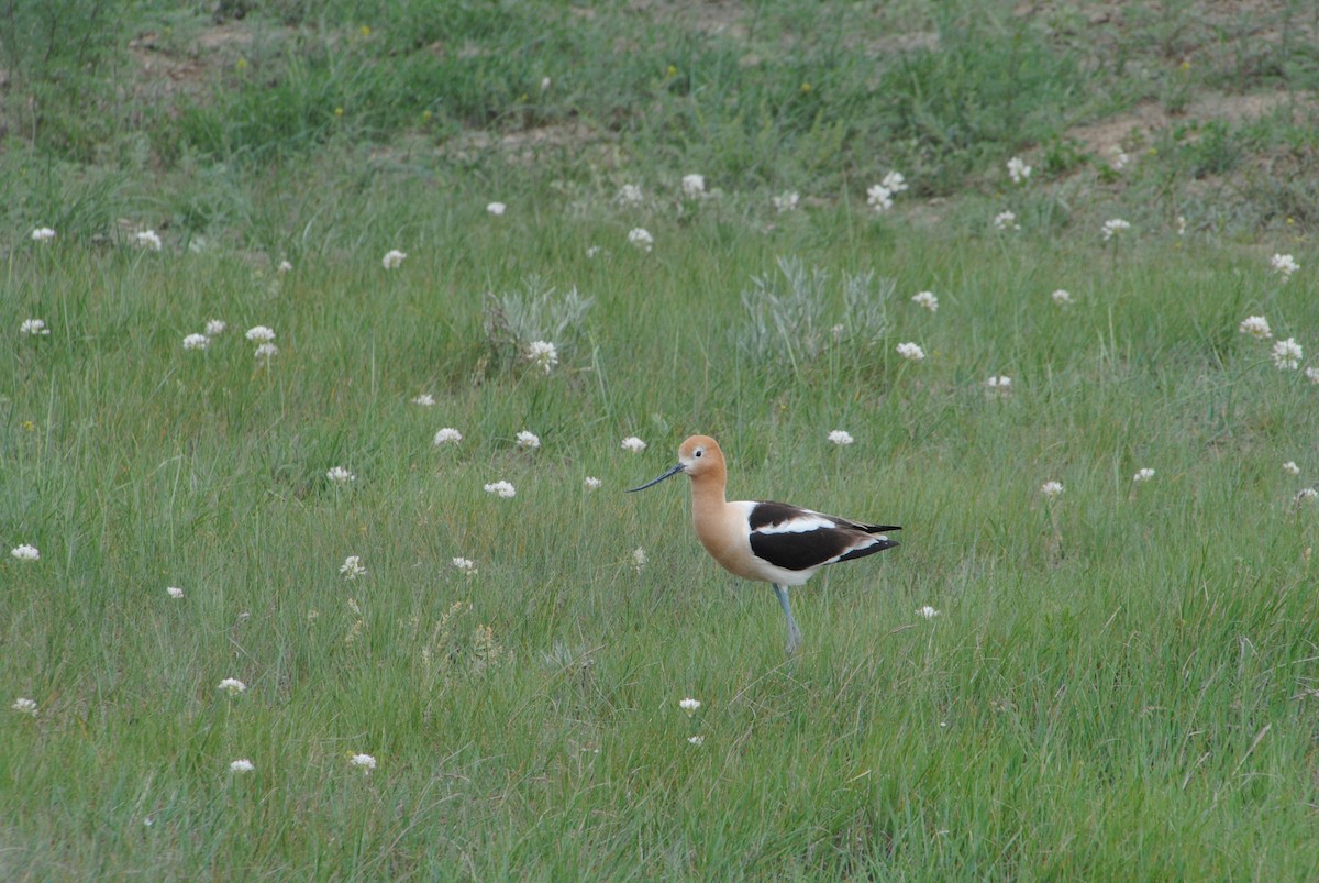 American Avocet - ML620890572