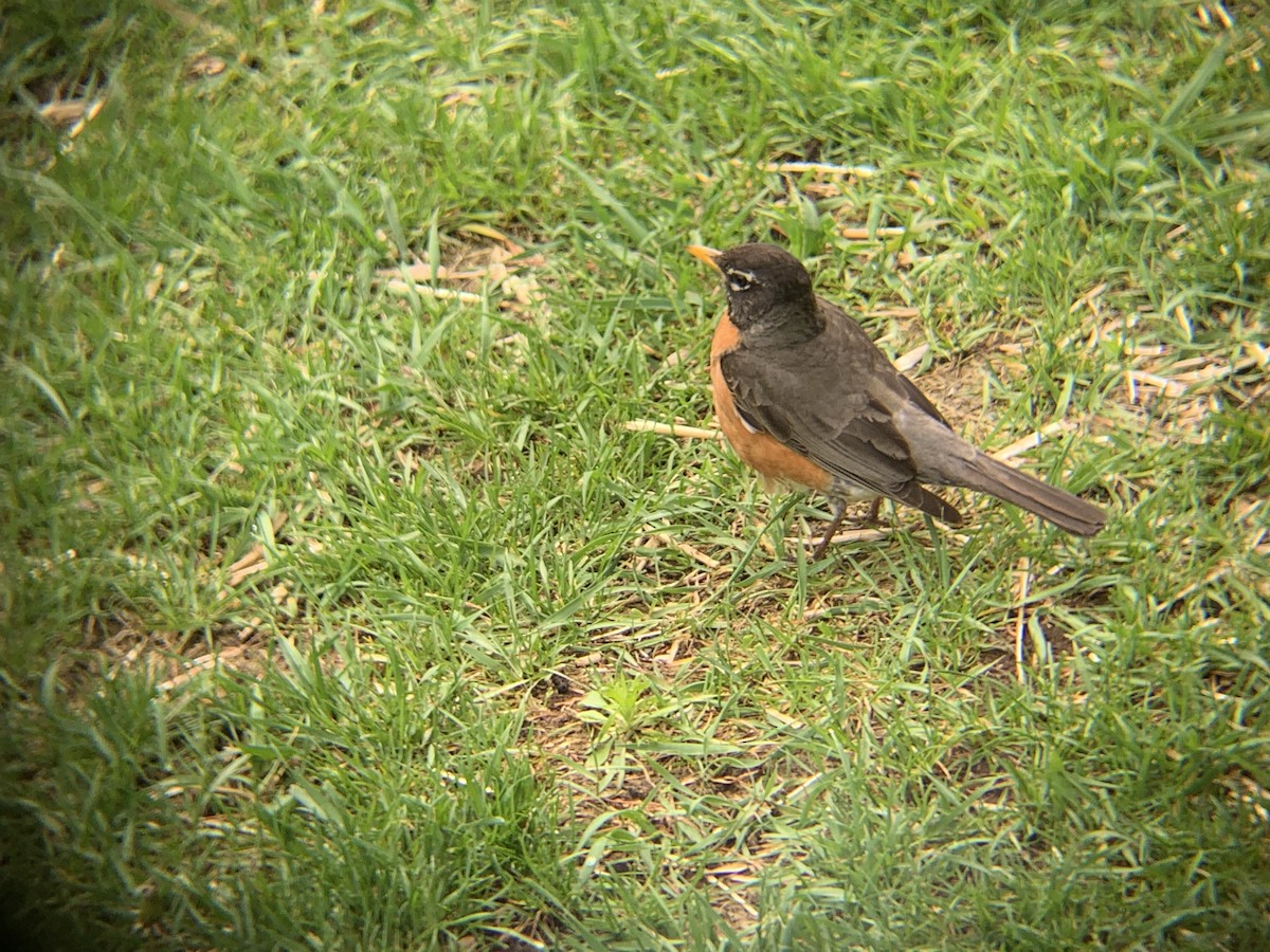 American Robin - ML620890575