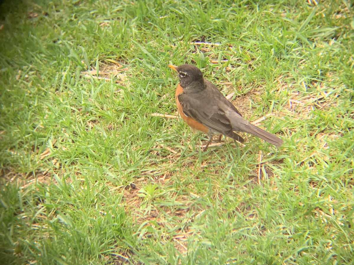 American Robin - ML620890577