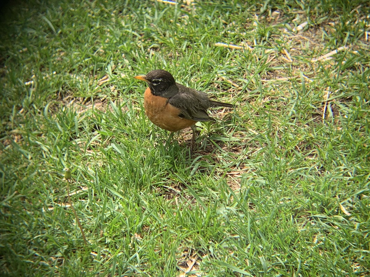 American Robin - ML620890578