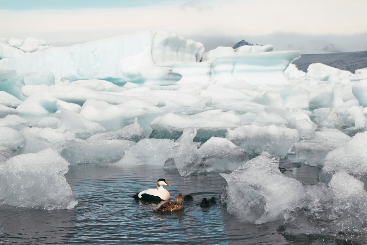 Common Eider - ML620890580