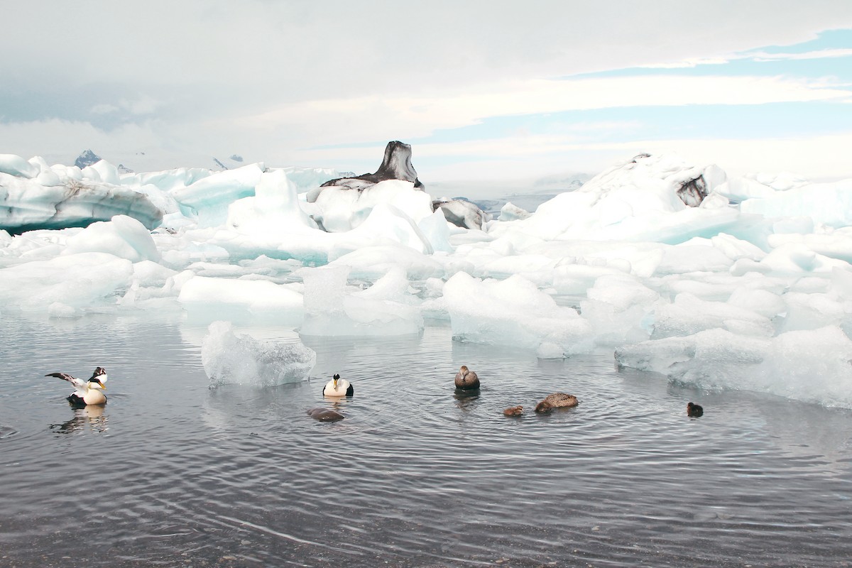 Common Eider - ML620890581