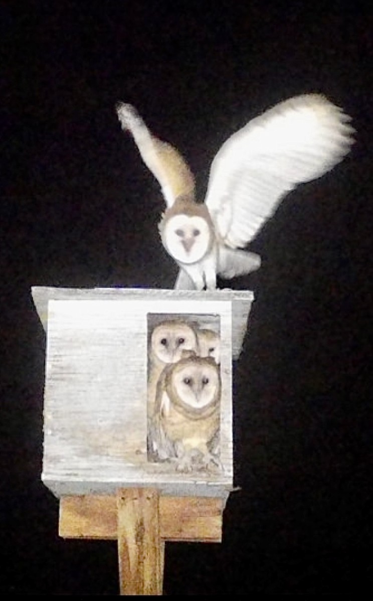 Barn Owl - ML620890583