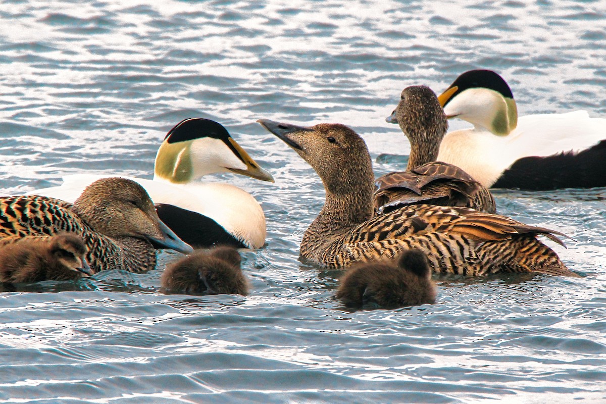 Common Eider - ML620890585