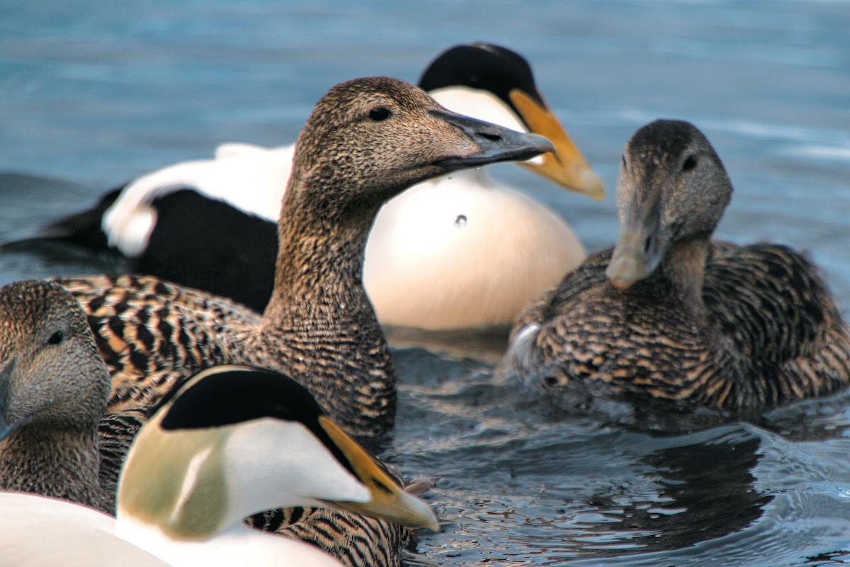 Common Eider - ML620890586