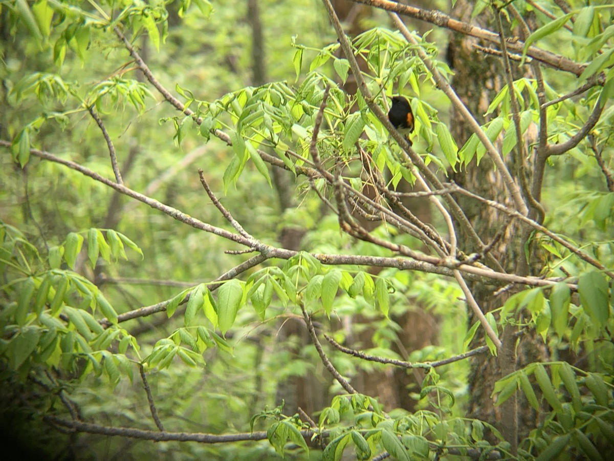 American Redstart - ML620890587