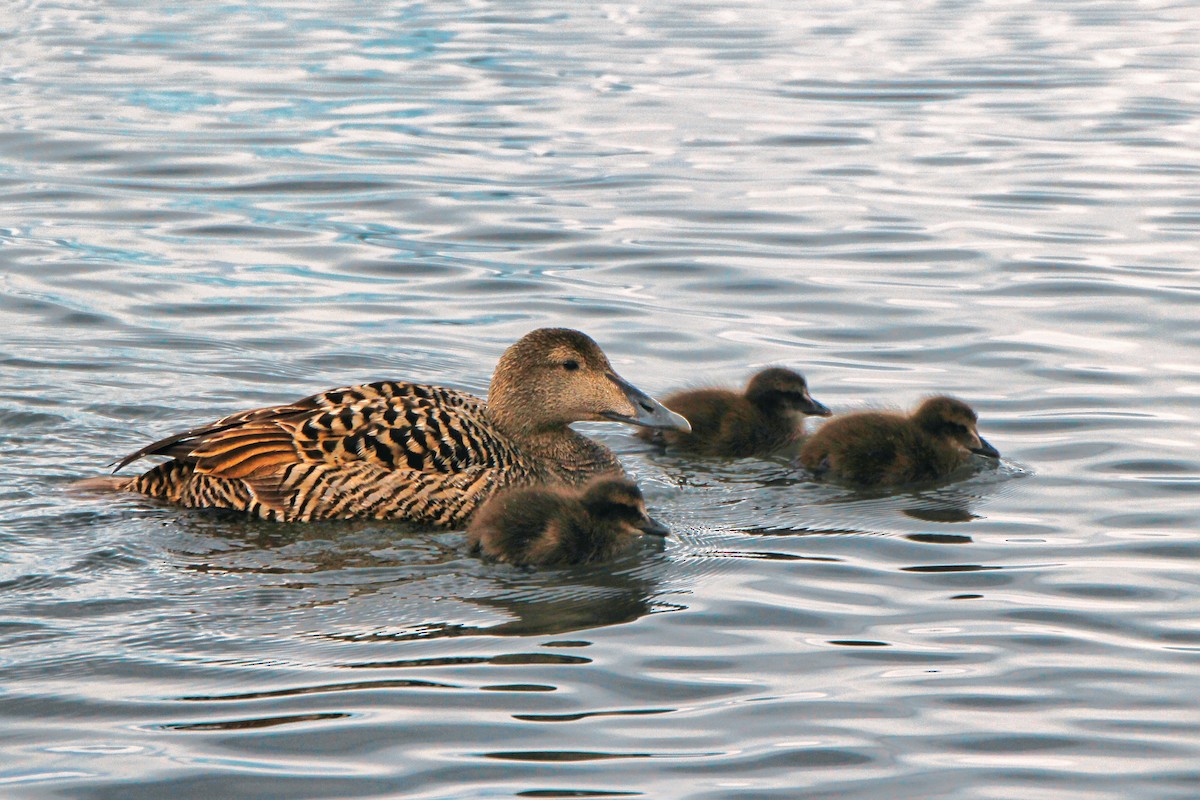 Common Eider - ML620890593