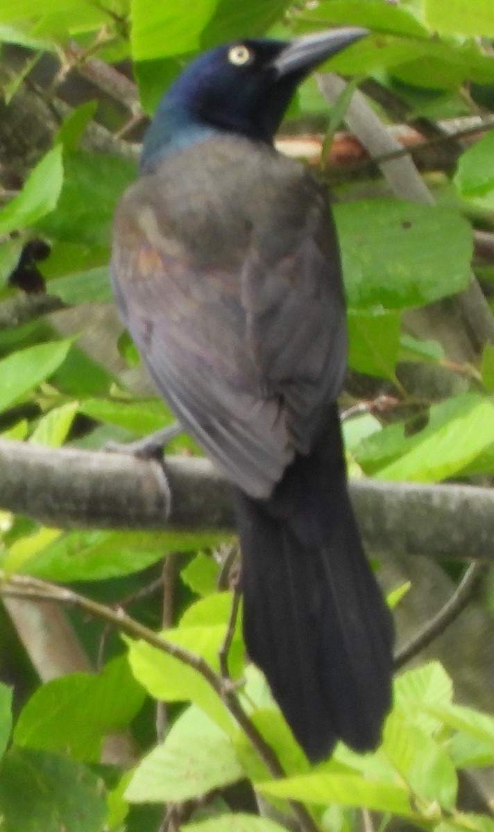 Common Grackle - ML620890594