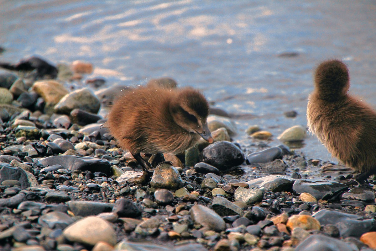 Common Eider - ML620890595