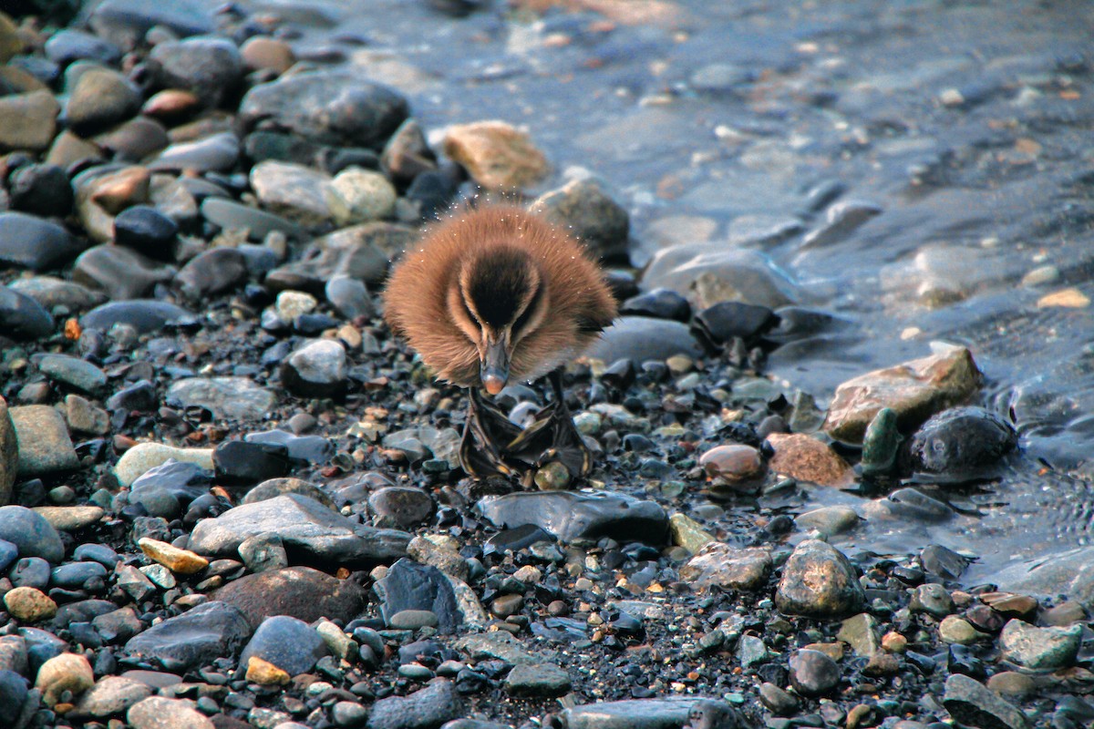 Common Eider - ML620890596